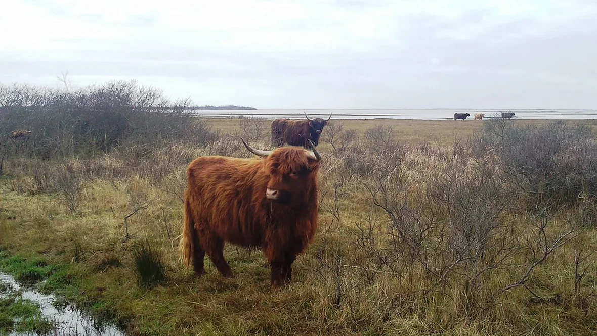 Ontdek de Slikken van Flakkee